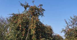 Manzanas para jugo de todas las variedades y tamaños.