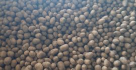 Variedades Michalina, Gala y Vineta.