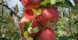 Vendemos deliciosas manzanas Golden = 200T Starkimson = 50T