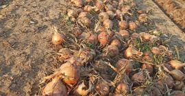 Cebolla dura y seca, calibre principalmente 5-8. Justo fuera