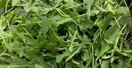 Rúcula fresca, directamente de fábrica Caja de 4,5 kg.