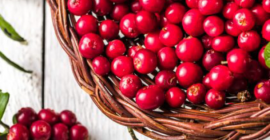 Arándano de pantano