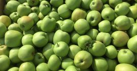 Venderé un lindo mutsu, una manzana limpia, sin granizo