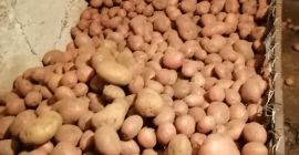 Ofrezco transporte gratuito en cantidades de más de 100