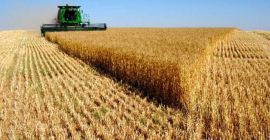 Producto: TRIGO Origen: EE.UU., Ucrania, Rusia Cantidad: 25000 -