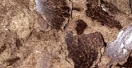 Aceite de semilla de palma de calidad y alimento