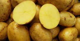 Patatas amarillas, rojas, comestibles, sabrosas de su propio cultivo,