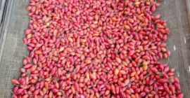 Venta de escaramujo crudo cultivado producción propia cosecha 2020