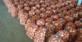Cebollas secas de tamaño mediano