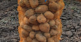 Venta de patatas comestibles, variedad lord vineta. Las patatas