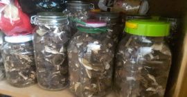 Tengo setas secas a la venta: boletes de la