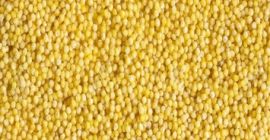 Mijo 2020 Pureza de la cosecha 98% Mín. Humedad