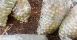 La naranja dulce es una fruta cítrica con un