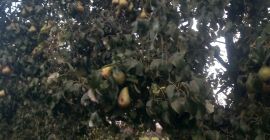 Te invito al huerto por jugosas peras