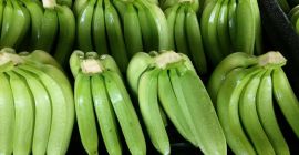 Exportamos según su necesidad el banano verde para alimentación