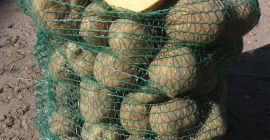 Patatas Vineta del agricultor sin abonos ni enfermedades Posibilidad