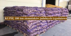 Compraré 100 toneladas de patatas comestibles a la semana;