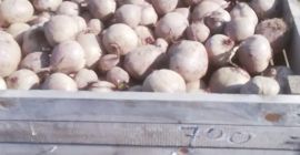 VENDO remolacha roja variedad Pablo 506281986.