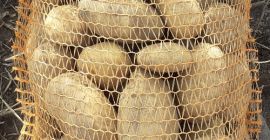 Tengo patatas comestibles IGNACY a la venta. Patata de