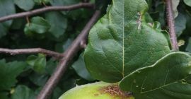 Fruto de membrillo ecológico, muy grande, de buena calidad.