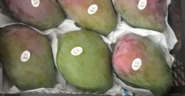 Lo venderé a granel, la cantidad de camiones, mango
