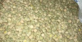 Lentejas verdes, Cosecha 2020. - pureza - 99,5% -