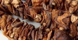 Nombre del producto Hongo Ganoderma Lucidum natural saludable para