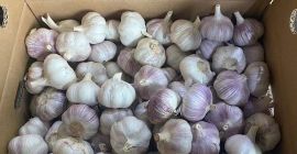 Nombre del producto Ajo fresco Variedad Ajo blanco normal