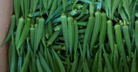 MEJOR OKRA FRESCA DE SUDÁFRICA 1, calidad superior 2,