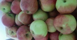 Tengo 1 tonelada de manzanas recolectadas a mano, todas