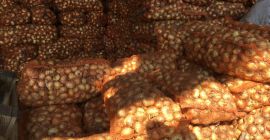 Vender cebolla Stuttgarten, 60 T, precio 0,13 euro /