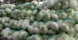 Vendo col de otoño, Vendo col de otoño, reina de otoño, ideal para