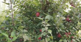 Manzanas Florina y STARKRIMSON