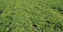 Hola, vendo perejil recién cortado del campo. Grandes cantidades.