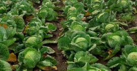 Venderé 50 toneladas de col blanca.