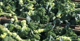 Vendo grandes cantidades de brócoli 1-3 t por día.