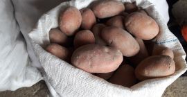 Patatas Vineta y Belarossa en sacos de 25 kg.