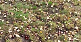 Venderé castañas de mi propio castaño. Recogida y transporte