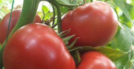 Vendemos tomates de una variedad de alta calidad en
