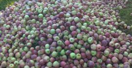 Mere Florina, géneros