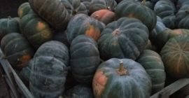 Muscat, i Pizmowa ,.