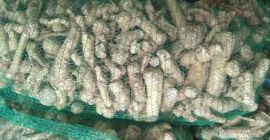 La empresa ucraniana vende rábano picante ecológico. Añada 2020,