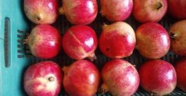 Tenemos el mejor producto del mundo (una familia de