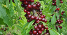 Para la venta de micro finca de 5,5 ha