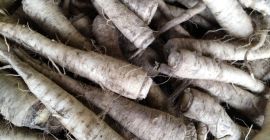 Venderé perejil para elaboración, variedad Olomouc, con brotes laterales,