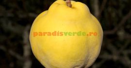 Venta de gtui con fines industriales (para tuica, conservas,