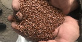 Mostaza blanca, libre de glifosato, envasada en Big Bag,