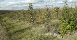 Vendo Peras Cure, 40 toneladas, para procesamiento y consumo.