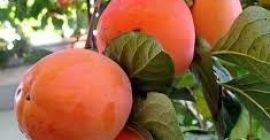 Buen día. Sp. Z o. O. &quot;JAHON EXIM GROUP&quot;