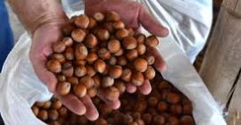 Venderé avellanas a granel. El producto se selecciona cuidadosamente